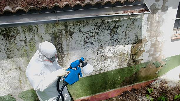 Top rated local Mold Cleanup specialists in Shermans Dale, PA